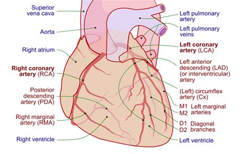 Coronary Arteries : Mnemonic | Epomedicine