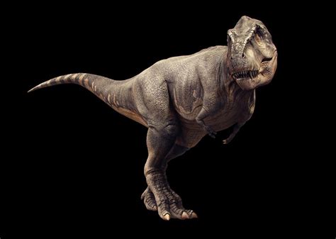 Tyrannosaurus Rex Wallpaper - WallpaperSafari