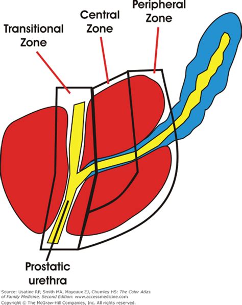 Prostate Zones Diagram