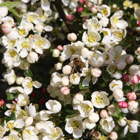 Malus sargentii Tina | White Flowering Dwarf Crab Apple Trees