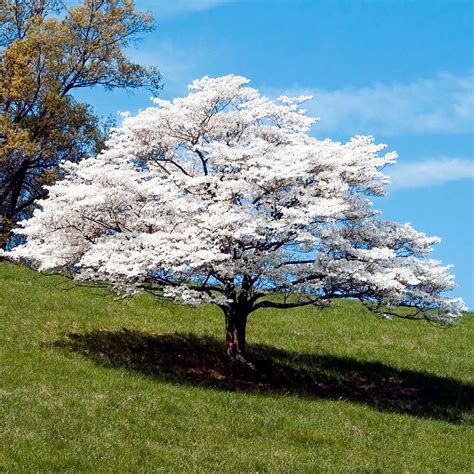 White Flowering Dogwood Trees for Sale– FastGrowingTrees.com