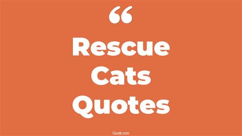 16+ Unconventional Rescue Cats Quotes That Will Unlock Your True Potential