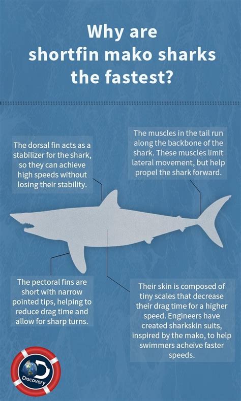 Mako sharks are built for speed. #SharkWeek July 23, 2017 | Shark facts ...