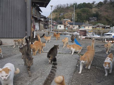 Discover The Japanese "Cat Islands" Where Cats Outnumber Humans 8:1 - A-Z Animals