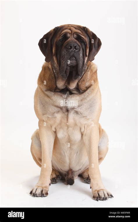 English Mastiff male, portrait against white background Stock Photo - Alamy