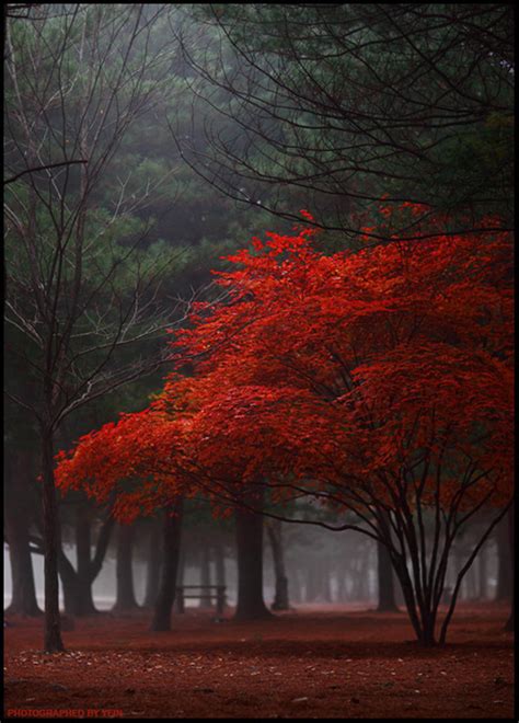 40 Naturally Beautiful Photos of Trees | PSDFan