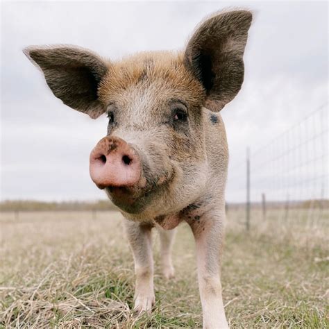 Meet the Animals — Iowa Farm Sanctuary