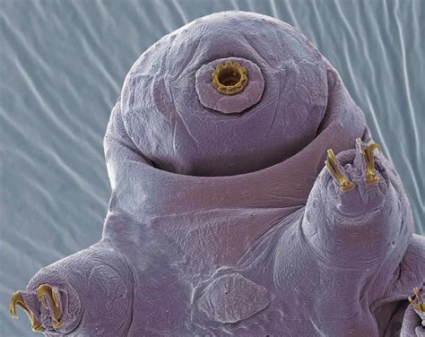 10 Tardigrade Facts That Will Astound You