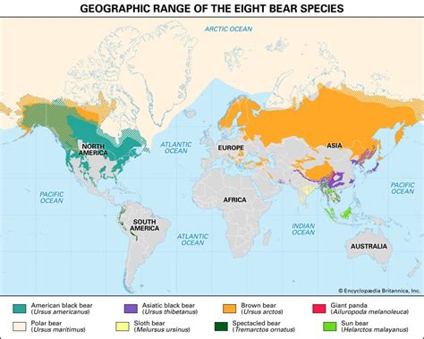 World map of the bear population - Vivid Maps