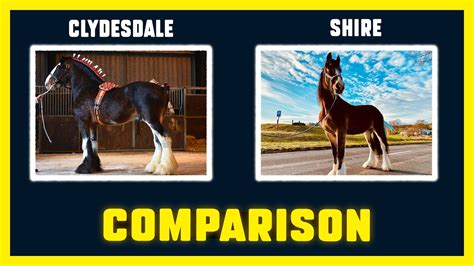 SHIRE horse And Clydesdale horse . | Horsino - YouTube