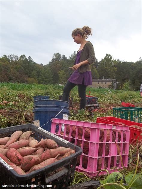 sweet potato harvest – Sustainable Market Farming