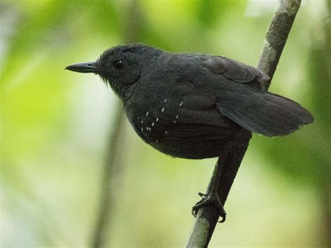 Spot-winged Antbird - eBird