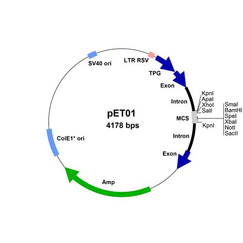 Exontrap Cloning Vector pET01, 5μg | Boca Scientific