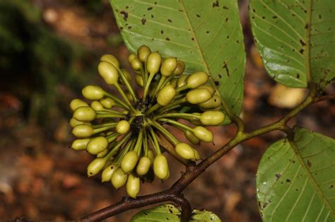 plant11 (Annonaceae) image 49030 at PhytoImages.siu.edu