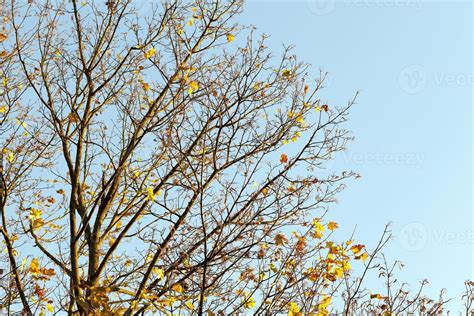 Yellow maple foliage 9772960 Stock Photo at Vecteezy