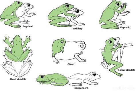 Explained: the weird world of frog sex