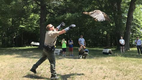 Video: 3 rehabilitated bald eagles released back into wild | FOX 9 ...