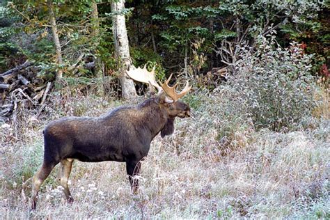 Parasites, health problems killing Minnesota moose - Duluth News ...