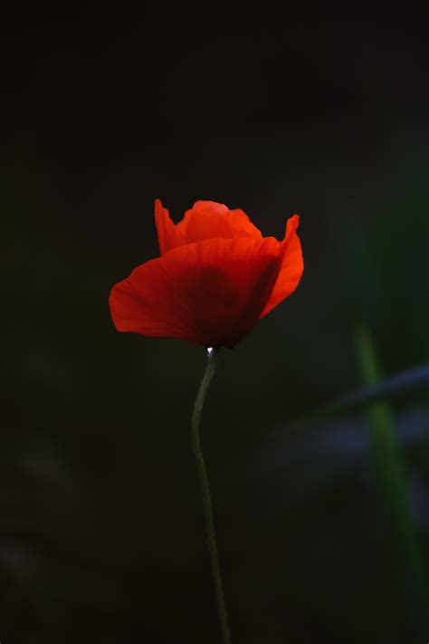 Red Poppy Flower Stock Photos, Images and Backgrounds for Free Download