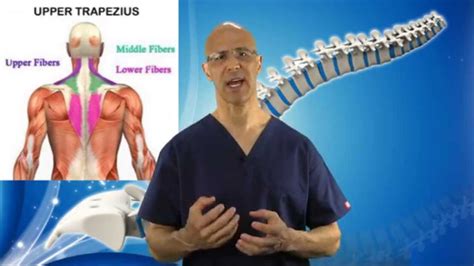 3 Part Exercise to REMOVE Tight Trapezius Muscle in Neck (Neck Pain & Pinched Nerve) - Dr ...