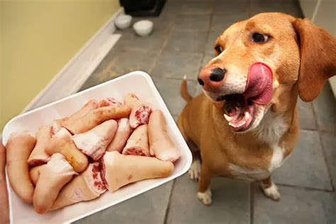 Can Dogs Eat Human Food? | Best Large Breed Puppy Food Guide