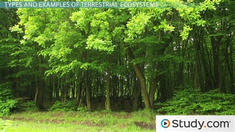 Terrestrial Ecosystem | Definition, Types & Examples - Lesson | Study.com