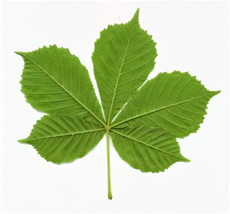 chestnut leaf | Horse chestnut trees, Horse chestnut leaves, Horse chestnut tree leaves