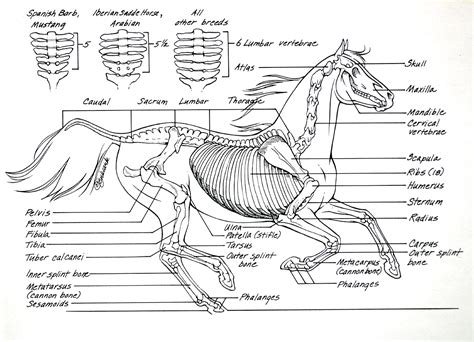 Tips on how to ride!: Horse Anatomy 4-9-2013