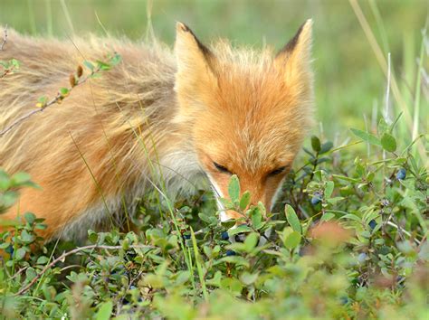 Fox eating Bog Bilberries. [X-Post /r/Berries] : r/foxes