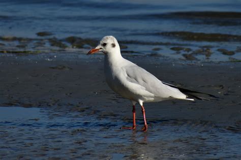 Sea Gulls (Larinae) Information | Earth Life