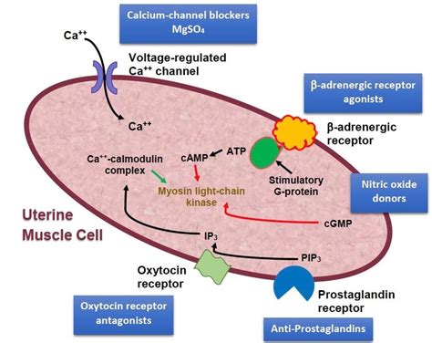 Uterotonics and tocolytics – O&G Magazine