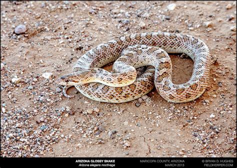 Arizona Glossy Snake | Project Noah