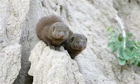 Common dwarf mongoose - Mammals - South Africa