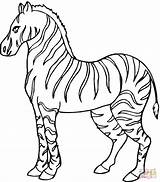 Zebras coloring Pages  Free Coloring Zebra Coloring sketch template