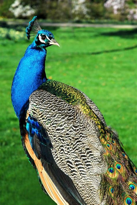 Male Indian Peafowl stock photo. Image of grass, peafowl - 12469894