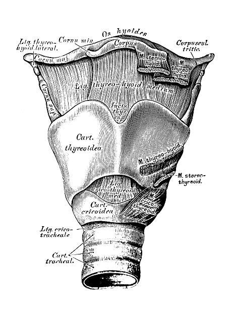 Royalty Free Larynx Clip Art, Vector Images & Illustrations - iStock