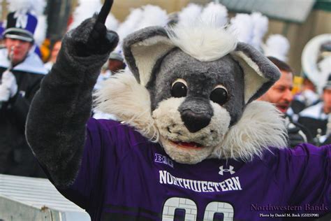 Best Templates: Northwestern Wildcat Mascot