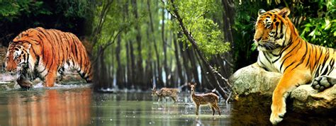 Sundarbans National Park Tour Packages - Tiger Paw Adventures