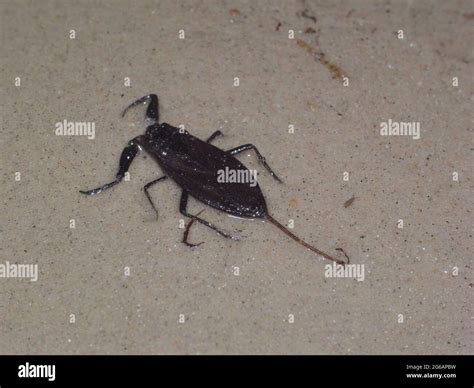 Water scorpion (Nepa cinerea). Predatory aquatic bug in the family Nepidae, with caudal process ...