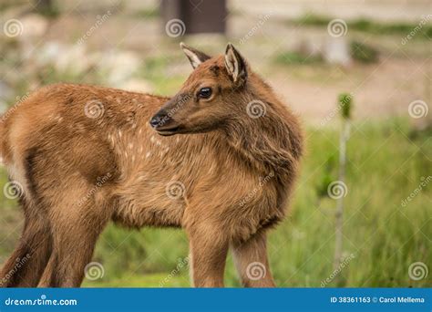 Baby Elk Calf In Colorado Close Up Stock Photos - Image: 38361163