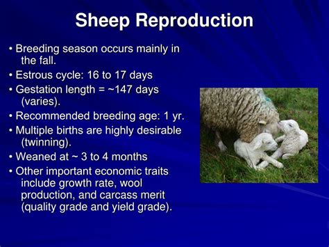 Sheep Reproduction Cycle