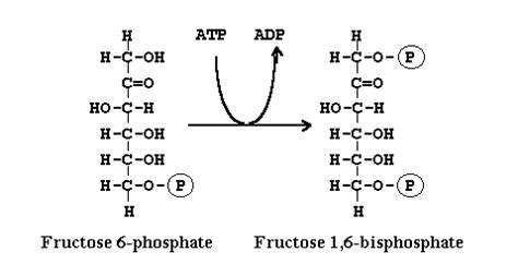 Fructose 1 6 Bisphosphatase