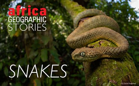 Snakes - everything you need to know - Africa Geographic