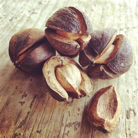 Hickory Nuts (Carya ovata) | Edible wild plants, Wild edibles ...