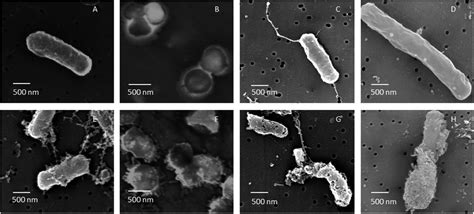 Green synthesis of silver nanoparticles: biomolecule-nanoparticle organizations targeting ...