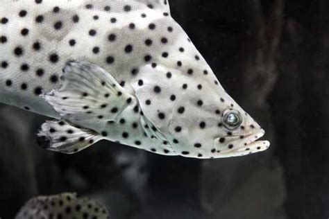 Panther Grouper Care: Cromileptes altivelis - Saltwater Aquarium Blog