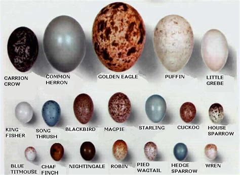 Wild bird EGGS 6