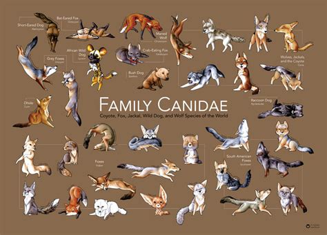 Family Canidae Poster by art-paperfox on DeviantArt