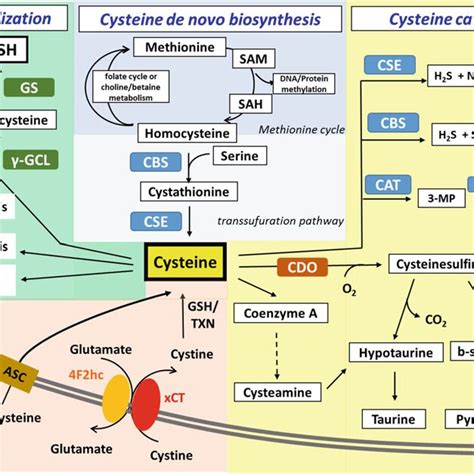 1 Homeostasis of cysteine metabolism. Cellular cysteine is mainly from... | Download Scientific ...