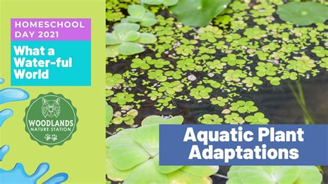 Aquatic Plant Adaptations - YouTube